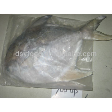 Clean White Pomfret Fish